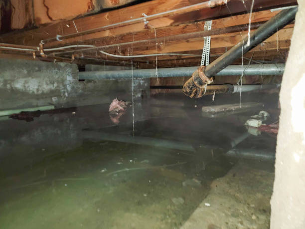 Best Water damage cleanup near me  in Riverdale Park, CA